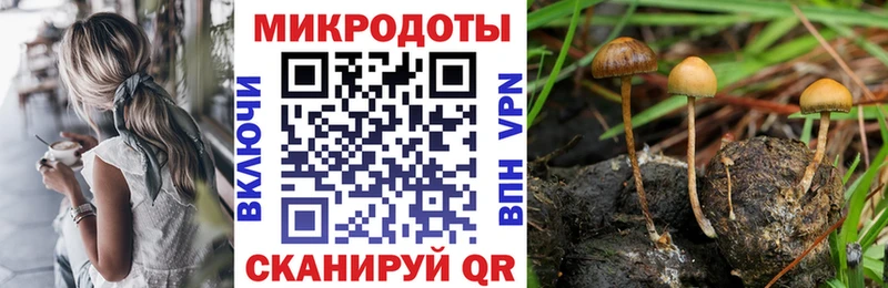 Псилоцибиновые грибы Psilocybine cubensis  Тайга 